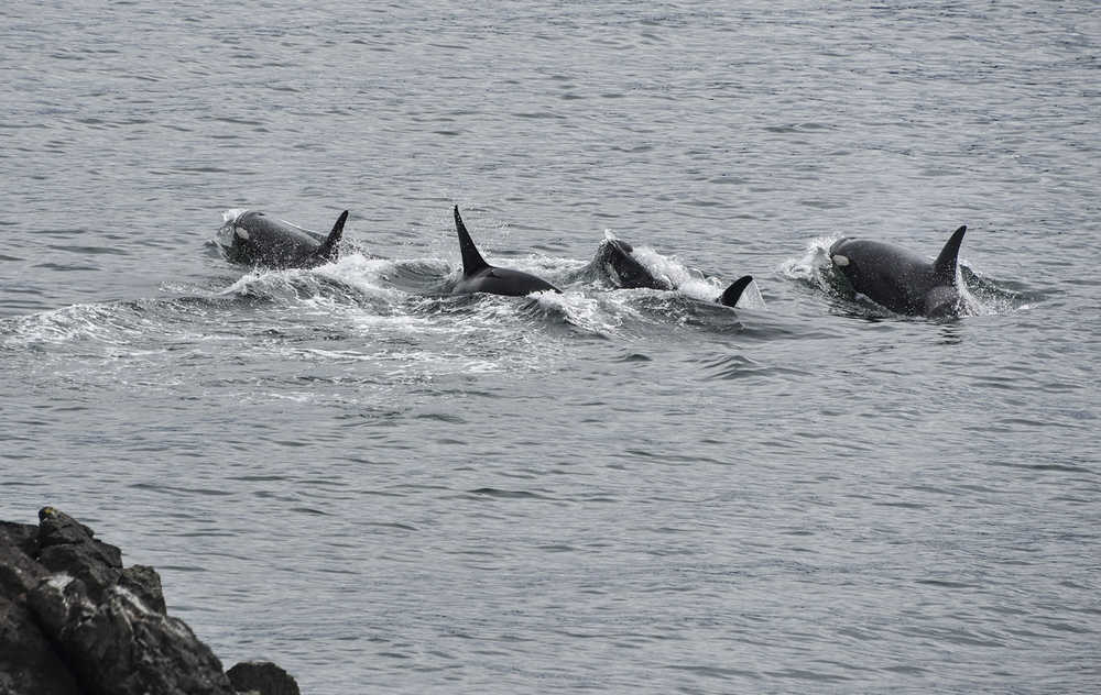 Group of orcas swim just off the rocks at Lena Point.