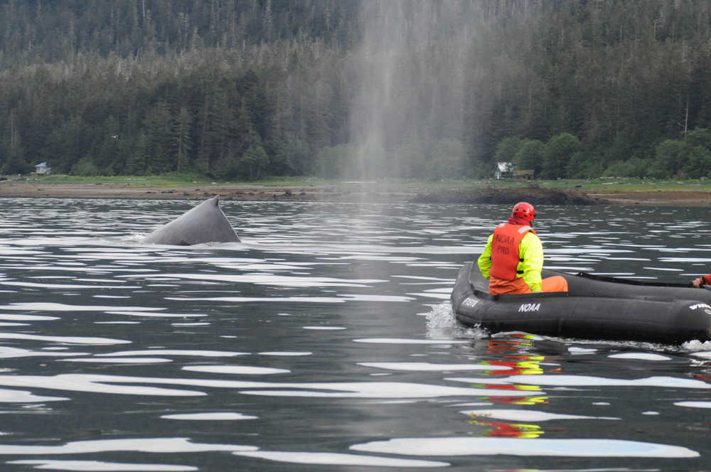A member of the Alaska Marine Mammal Stranding Network tries to help an entangled humpback whale near Juneau.