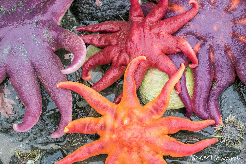 A pile of colorful sunstars on a recent low tide at Point Louisa.