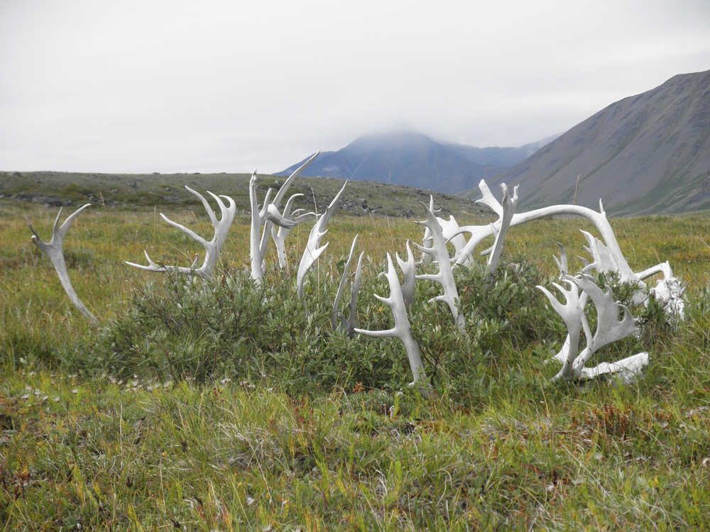 Caribou antlers piled near Anaktuvuk Pass.