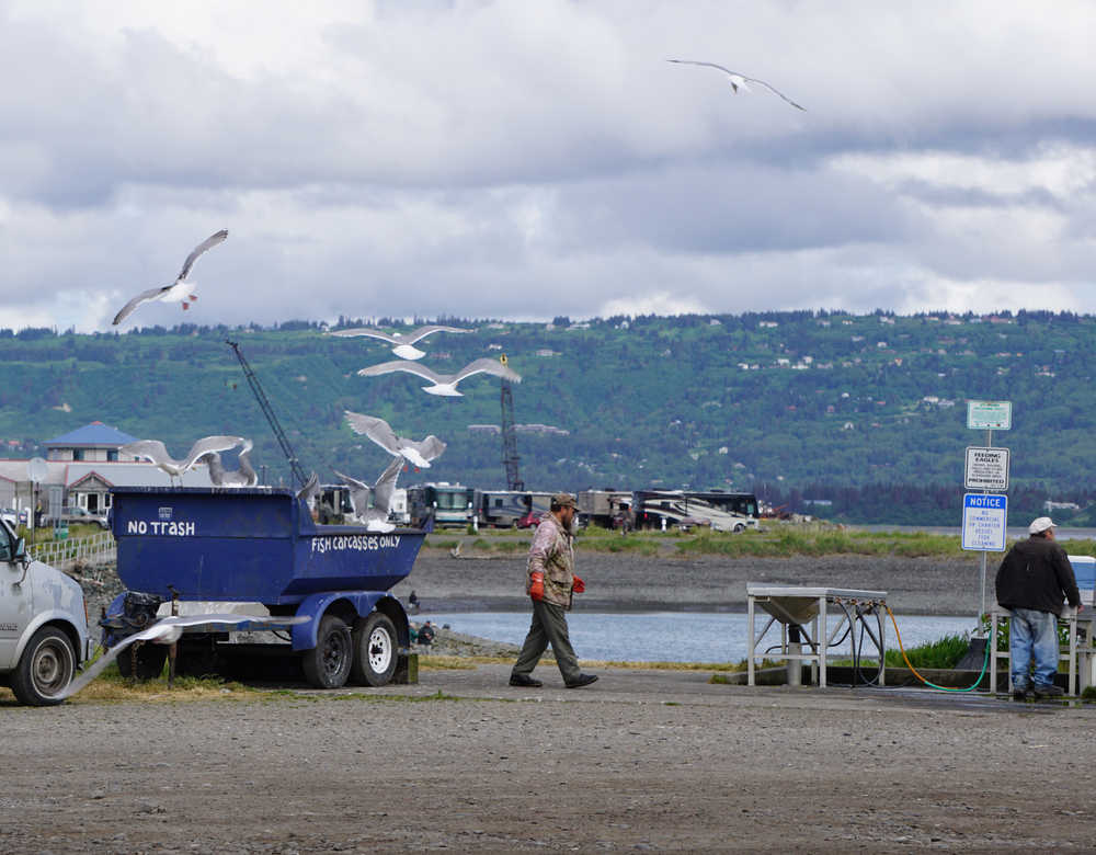 Seagulls feed on fish scraps on June 3 at the Nick Dudiak Fishing Lagoon cleaning tables on the Homer Spit. A $60,000 grant from the Alaska Department of Fish and Game will pay for a bird-proof shelter to go over the tables.