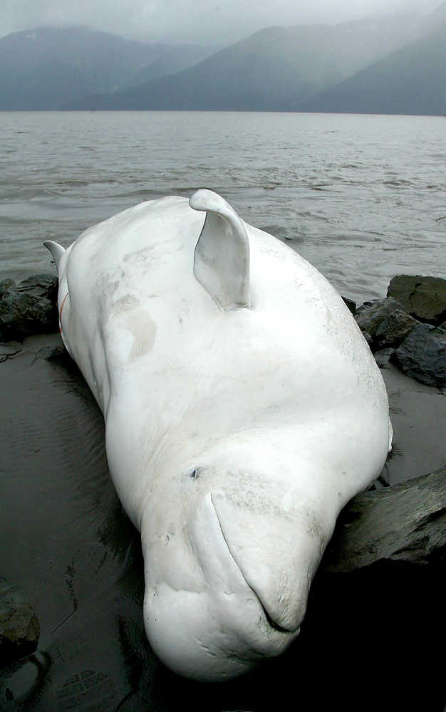 In this Aug. 29, 2003, file photo, one of two beluga whales that washed ashore in Turnagain Arm south of Anchorage lays on the beach. A national environmental group, the Center for Biological Diversity, has asked the National Marine Fisheries Service to block plans in Cook Inlet by an oil company for hydraulic fracturing, the extraction of oil and gas from rock by injecting high-pressure mixtures of water, sand or gravel and chemicals, because of possible harmful effects on endangered belugas.