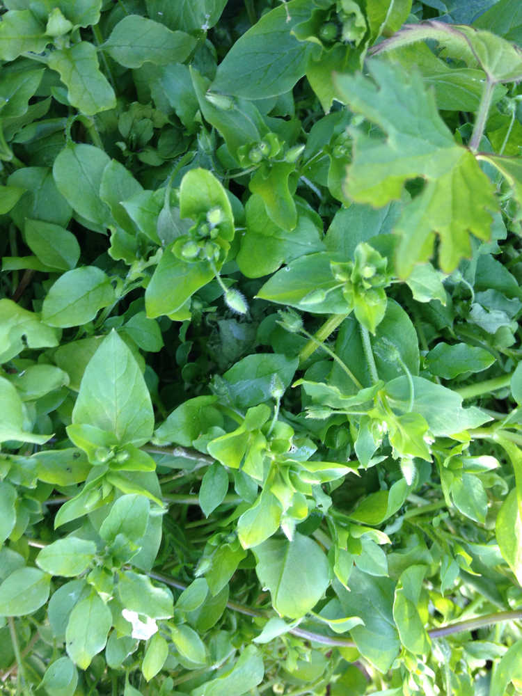 A tangle of chickweed. Photo by Corinne Conlon