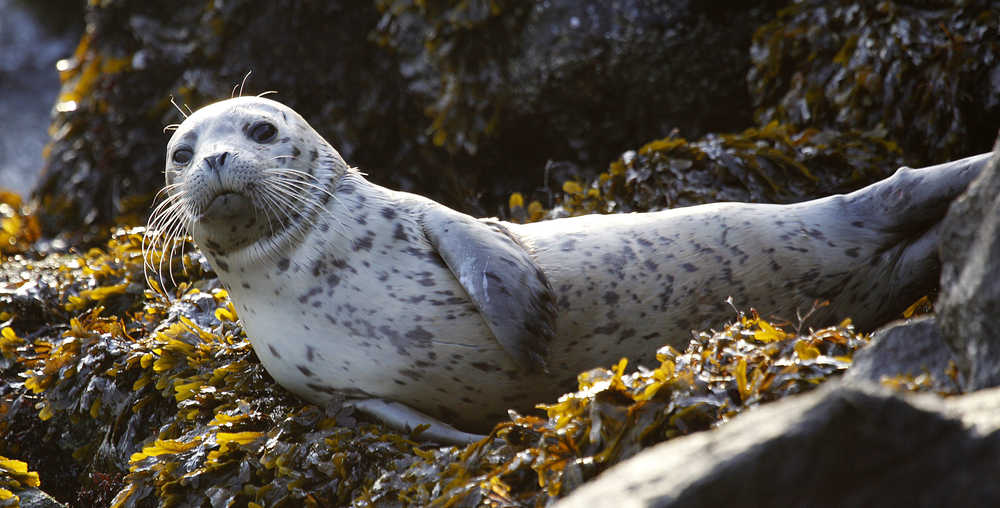In this October 2011 photo, a harbor seal pup rests on seaweed-covered rocks after coming in on the high tide in the West Seattle neighborhood of Seattle. As harbor seals are being born in the Pacific Northwest this time of year, marine mammal advocates are urging people not to touch or pick up pups that come up on beaches and shorelines to rest. At least five times this season, well-meaning people have illegally picked up seal pups in Oregon and Washington thinking they were abandoned or needed help, but that interference ultimately resulted in two deaths, said Michael Milstein, a spokesman with the National Oceanic and Atmospheric Administration.