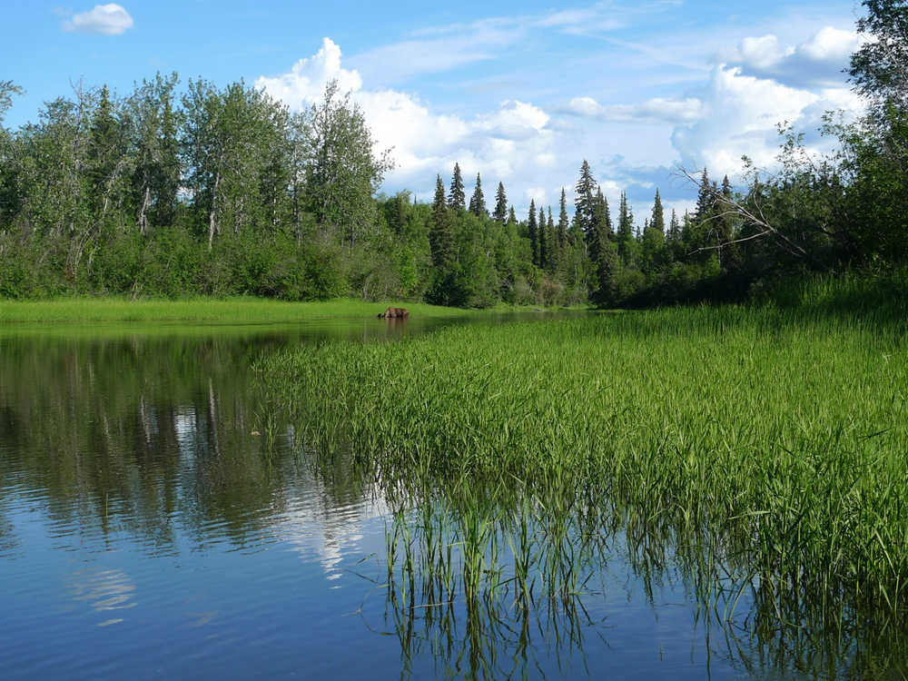 A bull moose is seen in Fish Creek, a tributary of the Tanana River.