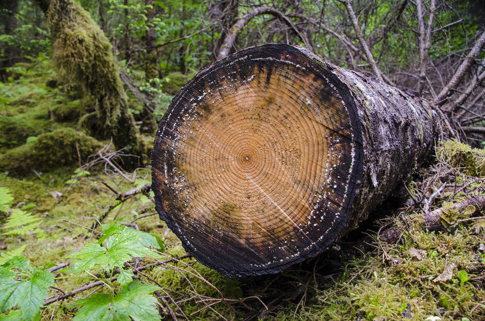 In this 2014 photo, a downed spruce tree sits near the East Glacier Trail at the Mendenhall Glacier Recreation Area. The Forest Services announced changes to its Tongass Management Plan on Thursday that the agency hopes will alleviate conflict between various user groups.