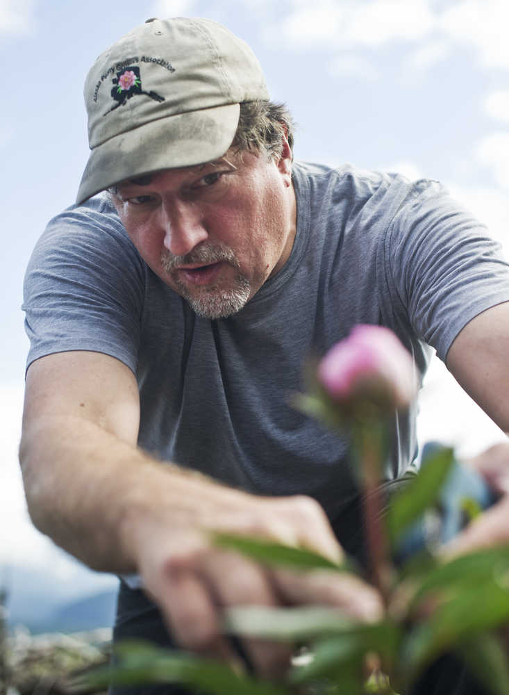 Brad Fluetsch talks about what makes a peony ready for market at his North Douglas property on Monday. Fluetsch says it will be 2019 before his first commercial crop is ready.