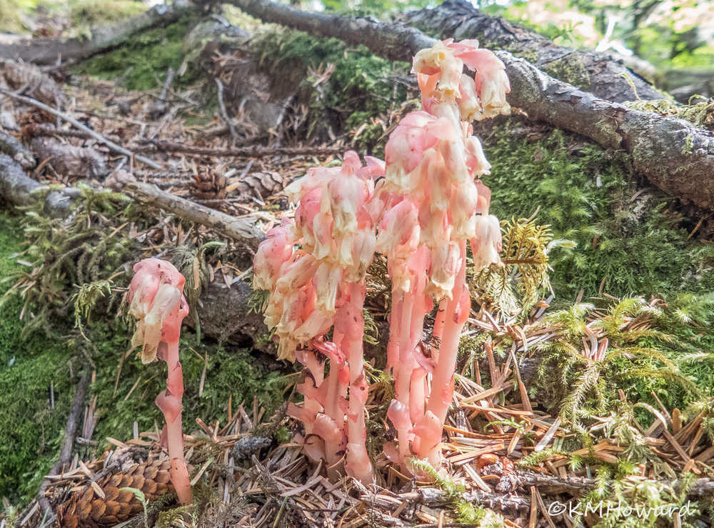 Pinesap parasitizes conifer trees via fungal connections.