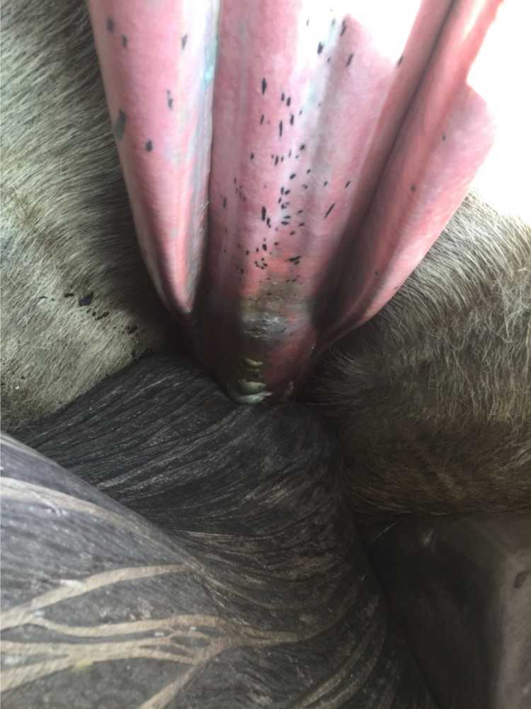 A rare view inside the mouth of a humpback whale. The pale brown baleen fringe is visible alongside the roof of the mouth (in pink). The muscular, black tongue is at the bottom of the photo.