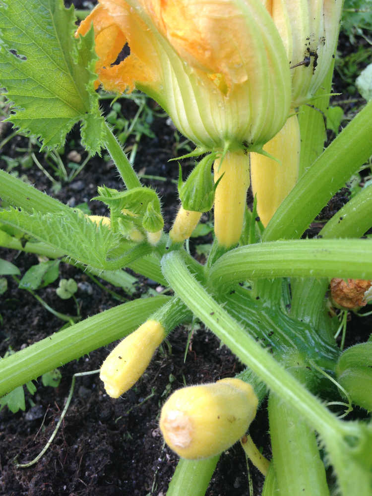 Be sure to pinch off the flower blossoms of your zucchini and yellow squash.