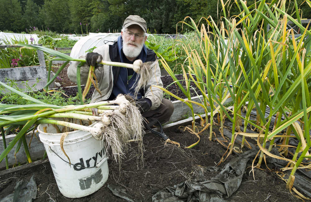 John Thedinga, president of the Juneau Community Garden, harvests his garlic at the garden on Thursday. Thedinga grows about 230 plants, a year's worth. With the National Weather Service calling up to three inches of rain through the weekend, Thedinga wanted to get the garlic out of the ground to keep the rain from splitting the bulbs.