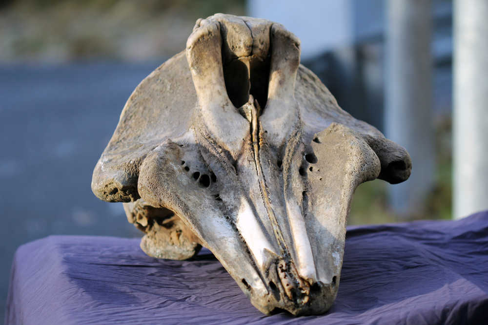 The skull of a new unnamed species of beaked whale found washed shore on St. George Island is now house at the Smithsonian in Washington, D.C. It's on loan by the St. George Traditional Council.