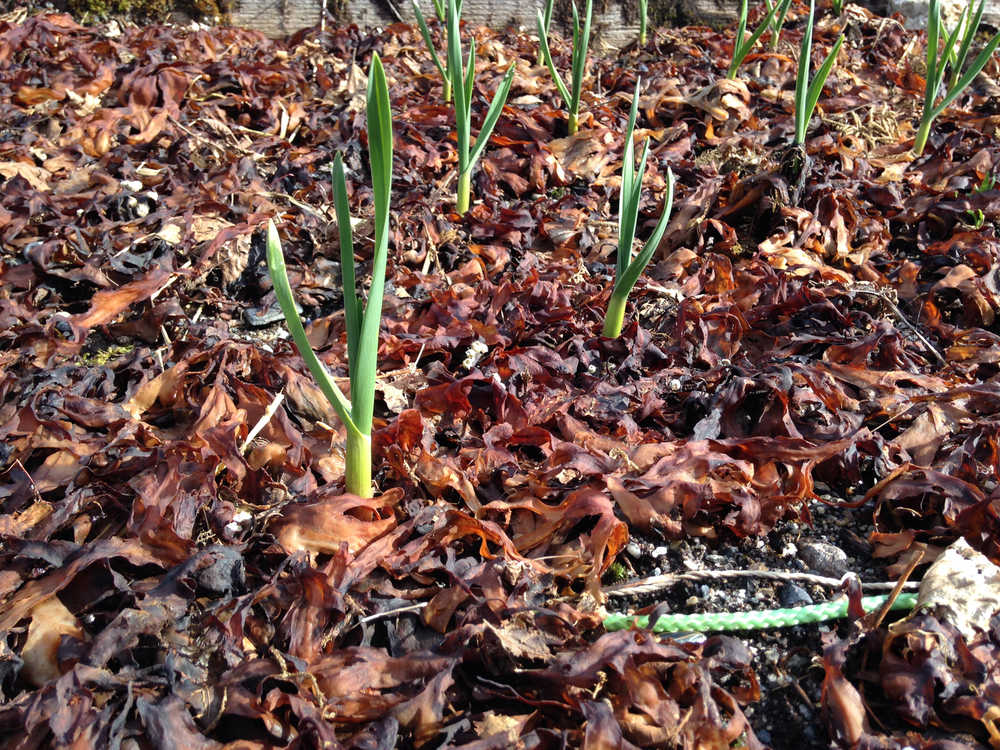 Garlic emerges from the ground.