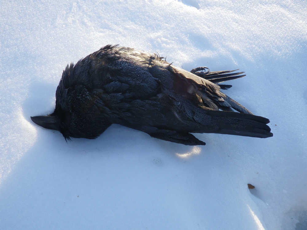 Jerry L. Himebauch pleaded guilty to killing this raven, which was found between two homes on Lakeview Drive on March 31, 2015. An investigation showed the bird had been shot from the road.   Photo courtesy of Ryan Cote, special agent for the U.S. Fish and Wildlife Service.