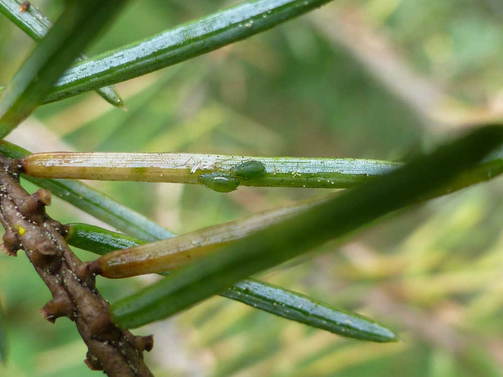 Spruce aphid are shown on the needle of a Sitka spruce.