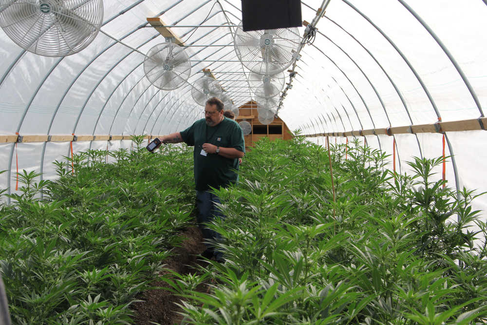 Alcohol and Marijuana Control Office enforcement officer Joe Miller uses a METRC reader to count vegetative plants in one of Greatland Ganja's outdoor greenhouses.