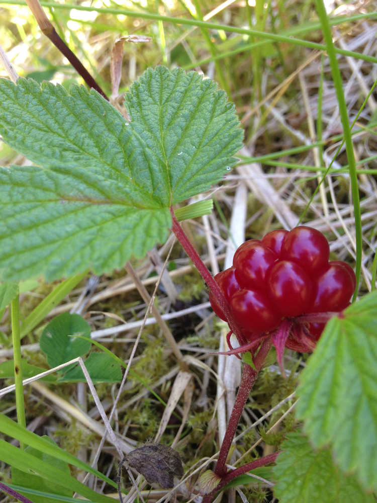 Nagoonberries are tiny, hard to find... and worth the effort.