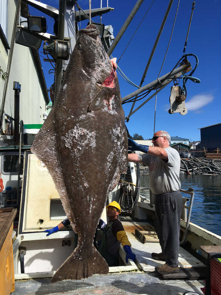 Fishermen snag nearly 400-pound halibut in Southeast