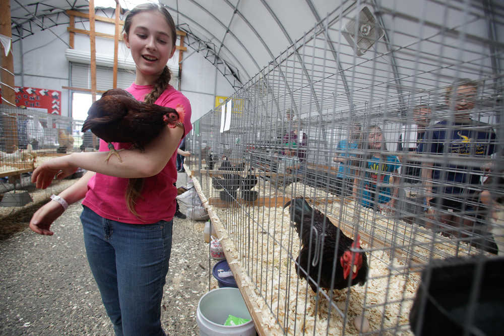 In this Aug. 7 photo, Eva Wise poses with her Rhode Island Red Bantam chicken named Reyna at the Cluck Hut at the Tanana Valley State Fair in Fairbanks.