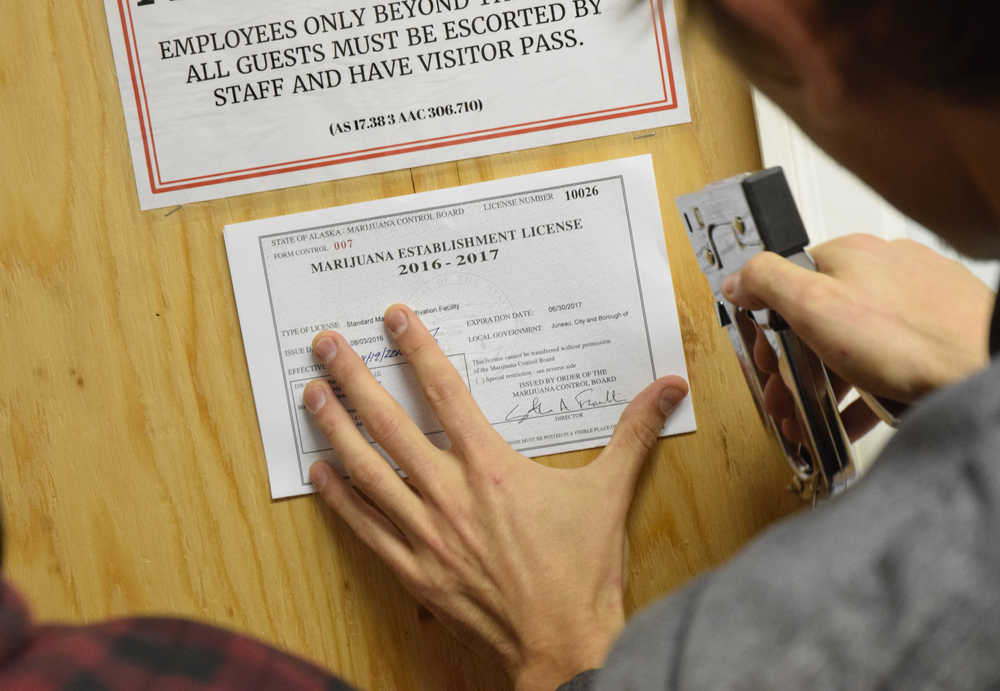 James Barrett of Rainforest Farms staples his business's new license to a wooden board in at the cannabis farm's entry. Rainforest Farms is the first cannabis farm in Juneau to receive a state license and begin growing.