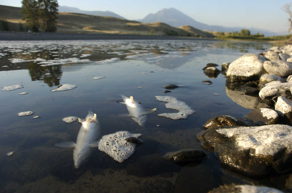 This Sunday, Aug. 21, 2016, photo shows dead whitefish floating in the Yellowstone River near Emigrant, Mont. Montana wildlife officials closed a stretch of the river and numerous tributaries after a massive fish kill that is blamed on a contagious parasite. (AP Photo/Matthew Brown)