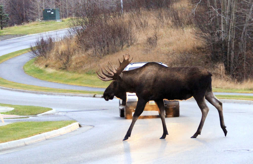 FILE--In this Nov. 1, 2013, file photo, a car stops to allow a moose to cross Westpark Drive in Anchorage, Alaska. Moose killed by cars and truck along the Alaska road system are salvaged and donated to people on the Alaska State Troopers' "charity list" but the Alaska Moose Federation says all or parts of three moose killed recently have been stolen before they could be picked up and delivered for processing. (AP Photo/Dan Joling, file)