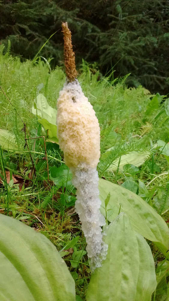 A slime mold aggregation has climbed up the seed stalk of a plantain.