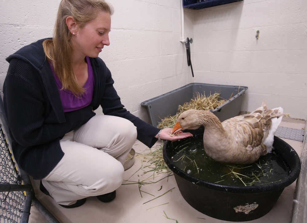 ADVANCE FOR WEEKEND EDITIONS, SEPT. 3-4 - In this Aug. 22, 2016 photo, Ariel Cunningham, the new manager of the Fairbanks North Star Borough Animal Shelter, feeds an American Buff goose in Fairbanks, Alaska/ Growing up in Webster, N.H., in the 1990s, Cunningham had no brothers or sisters. Her playmates were her family's pets--thirteen dogs and five cats. (Eric Engman/Fairbanks Daily News-Miner via AP)
