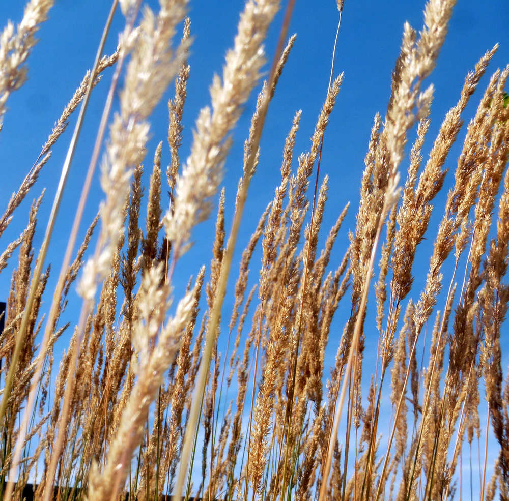 Autumn grasses sway in the afternoon breeze against a cerulean sky.