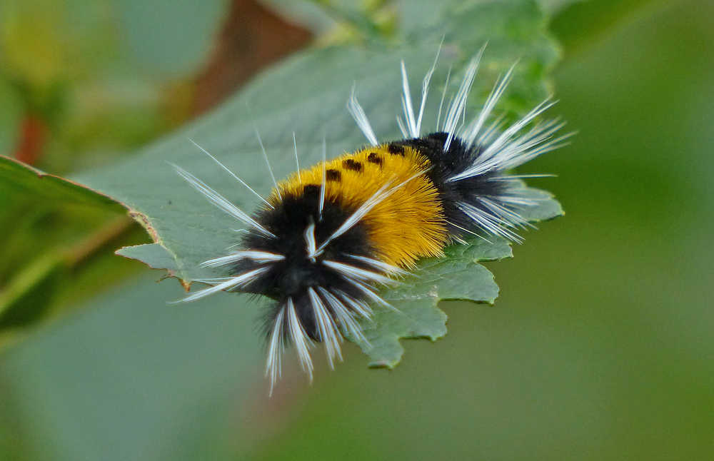 A woolly bear caterpillar with dark spots on the back, a color form not common in Juneau.