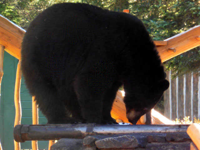 A black bear sow climbs on top of the Taku Lodge BBQ looking for salmon tidbits.