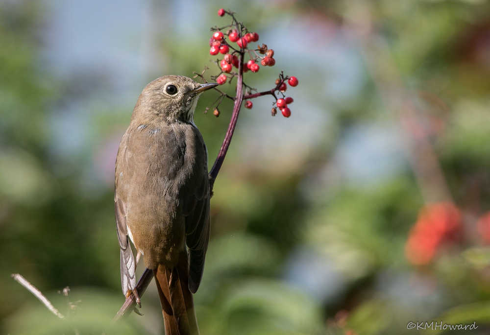 A hermit thrush enjoys a feast of red elderberries, out the road.