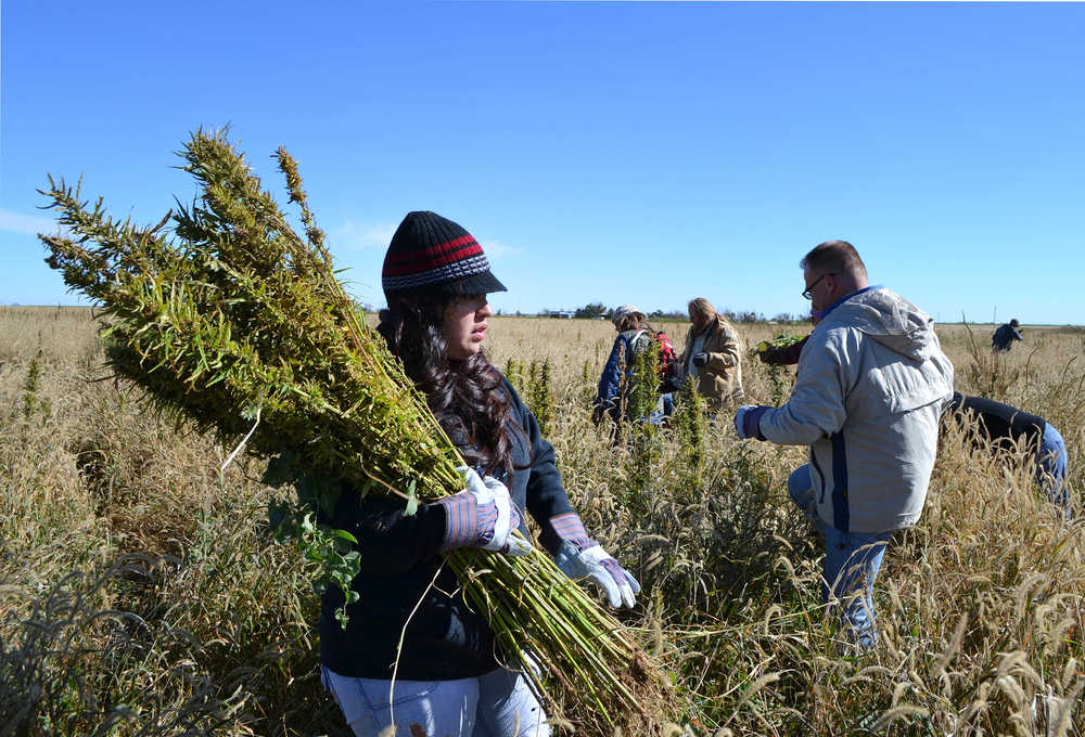 FILE - In this Oct. 5, 2013 file photo, volunteers harvest hemp during the first known harvest of the plant in more than 60 years, in Springfield, Colo. Colorado is expected to reach another national first on cannabis Wednesday, Sept. 7, 2016, when state agriculture officials show off the first domestic certified hemp seeds. The Colorado Department of Agriculture has been working for years to produce hemp seeds that consistently produce plants low enough in the chemical THC to qualify as hemp and not its intoxicating cousin, marijuana. (AP Photo/P. Solomon Banda, File)