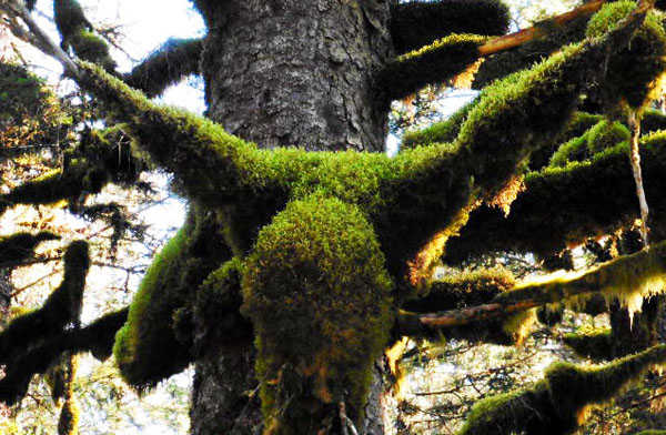 A natural moss-covered moose head along a Taku River trail.