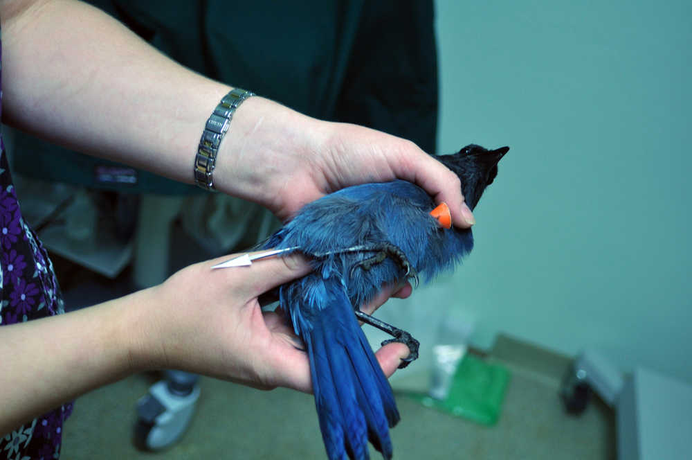 Jennifer Wambach holds a Steller's jay that was shot with a blowgun dart. Veterinarians Dr. Ralph Broshes and Dr. Dorothy Sherwood removed the dart from the jay, as well as another jay shot with a dart. Both jays were released back into the wild.
