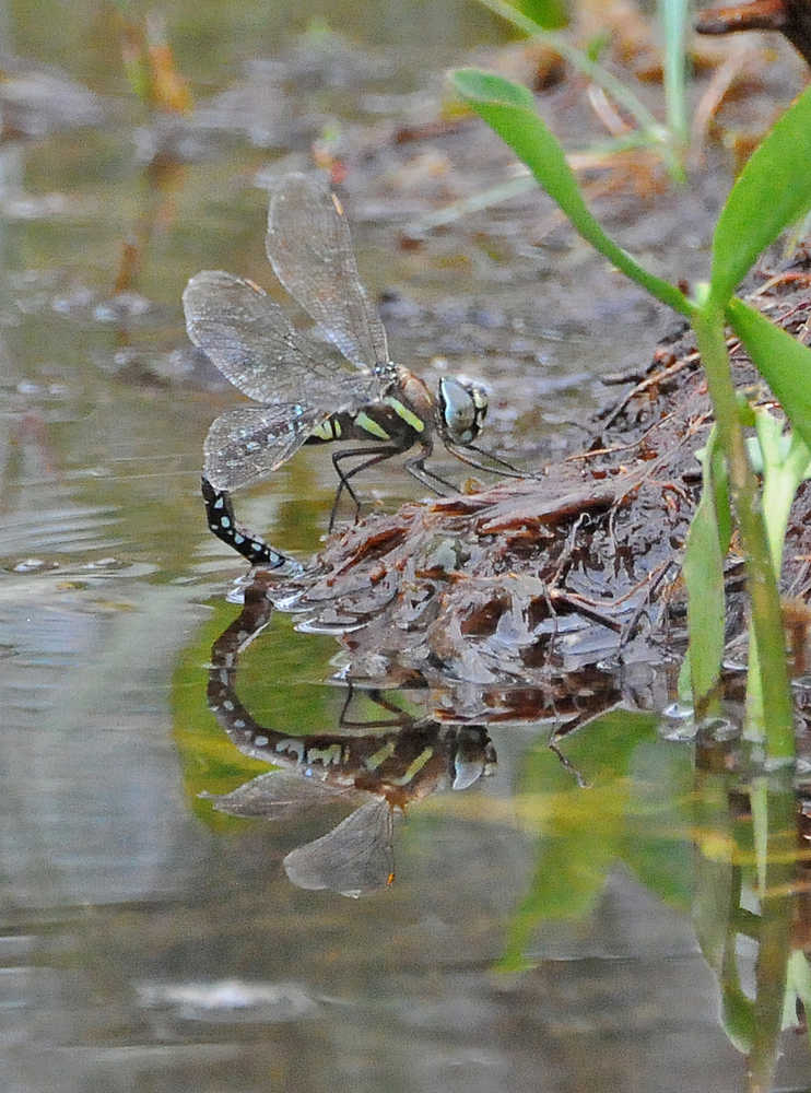 A female darner dragonfly lays her eggs at the edge of a pond.