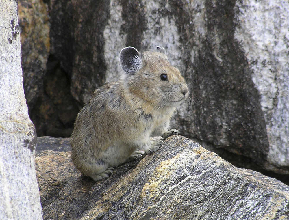 FILE - This Aug. 17, 2005 file photo provided by the U.S. Geological Survey/Princeton University shows an American pika. Federal officials have rejected a petition to give greater protections to the rabbit-like American pika, which researchers say is vanishing from mountainous areas of the West due to climate change.