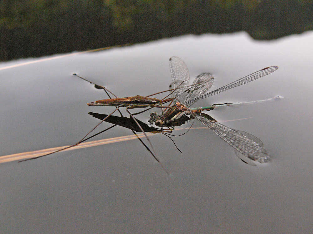 A water strider has pierced this damselfly behind the head in order to suck out the body fluids of the prey.