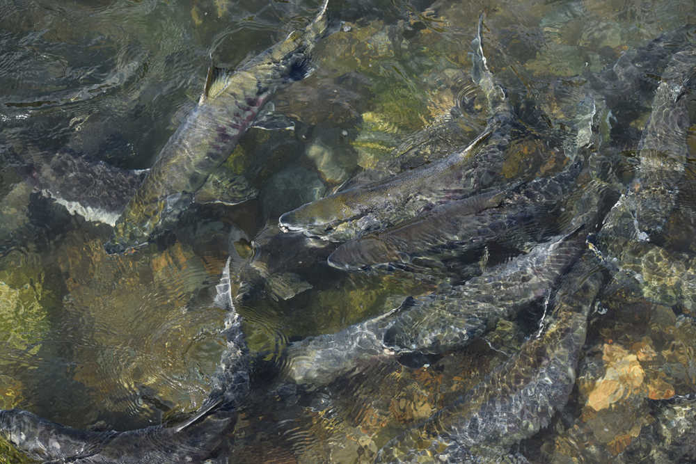 In this Aug. 3, 2015 photo, chum salmon swim beneath the surface of Salmon Creek.