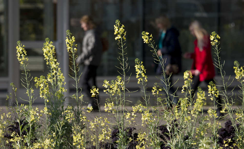 The last flowers of the season shine in the morning sunlight in the Main Street meridian on Thursday. A couple of Assembly candidates have proposed not planting downtown beds next year as a budget-saving measure.