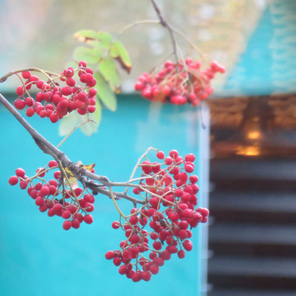 Red mountain ash berries stand out against a blue shed.