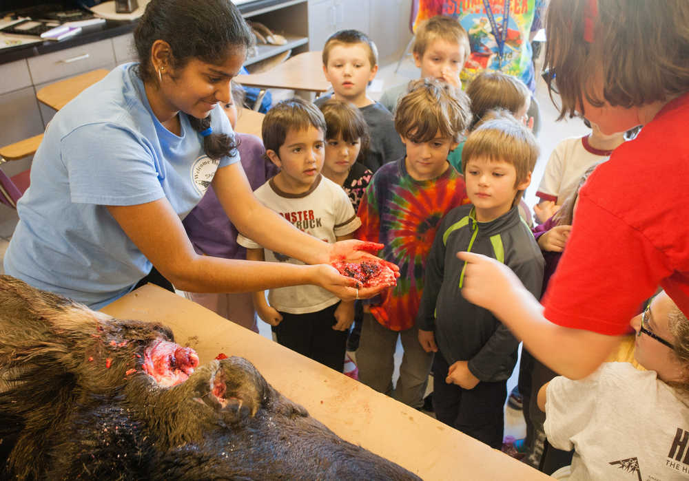 Moose butchering Gustavus food project turns to game Juneau Empire