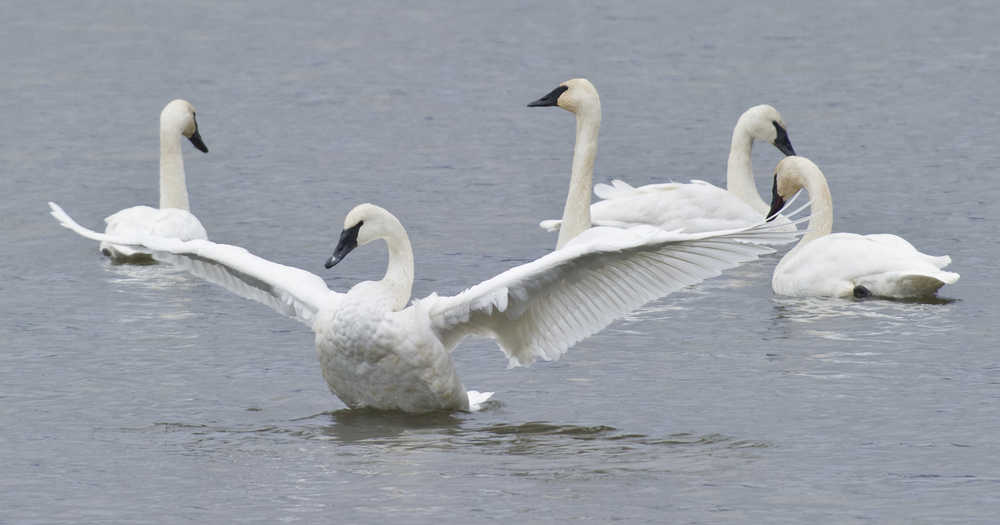 A Trumpeter swan stretches its wings in Twin Lakes on Wednesday. A dozen swans have taken refuge in the lake for the last week to feed and rest on their southern migration.