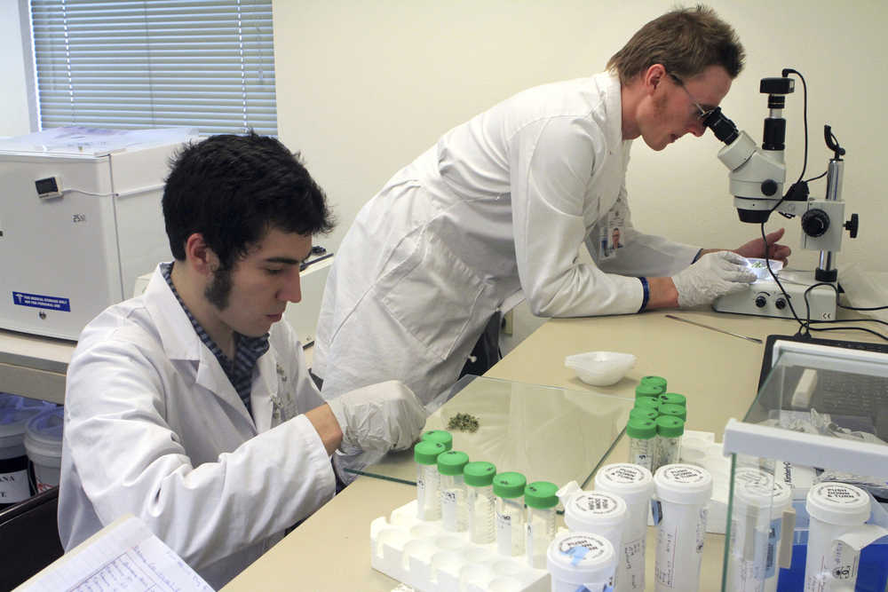 Connor Hellings, left and science director John Rudd, right, work on marijuana samples at CannTest, the first commercial marijuana testing laboratory to open in Alaska on Monday, in Anchorage.
