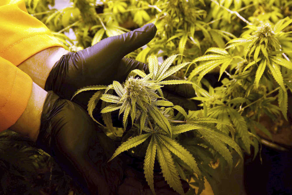 In this June 28 photo, Surterra Therapeutics Cultivation Manager Wes Conner displays the fully grown flower of one of their marijuana plants at their north Florida facility, on the outskirts of Tallahassee. The Florida Medical Marijuana Legalization Initiative, also known as Amendment 2, is on the Florida general election ballot.