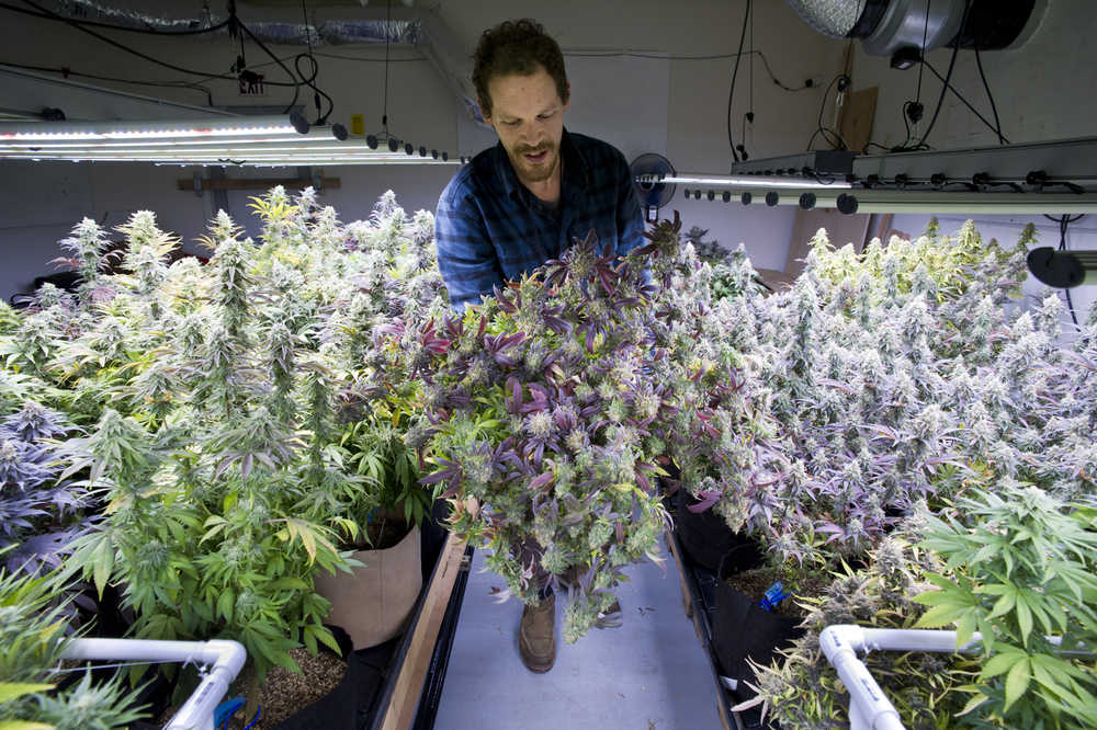 Giono Barrett, of Rainforest Farms, harvests a flowering cannibis plant at their Juneau facility on Tuesday, Nov. 8, 2016.