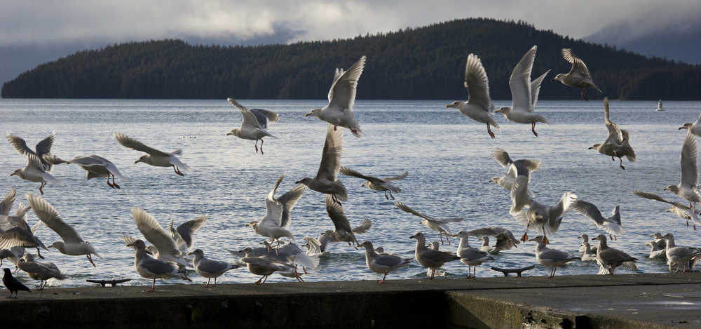 Gulls gather on the breakwater at the Don D. Statter Boat Harbor in Auke Bay on Monday, Nov. 14, 2016.