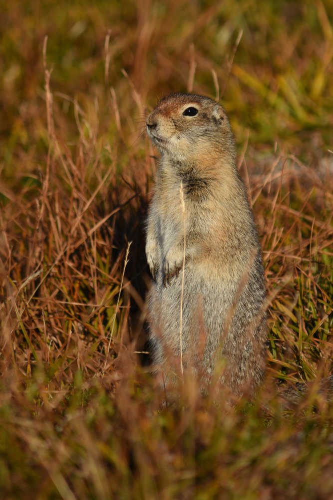 An Arctic ground squirrel in Katmai National Park in late August.