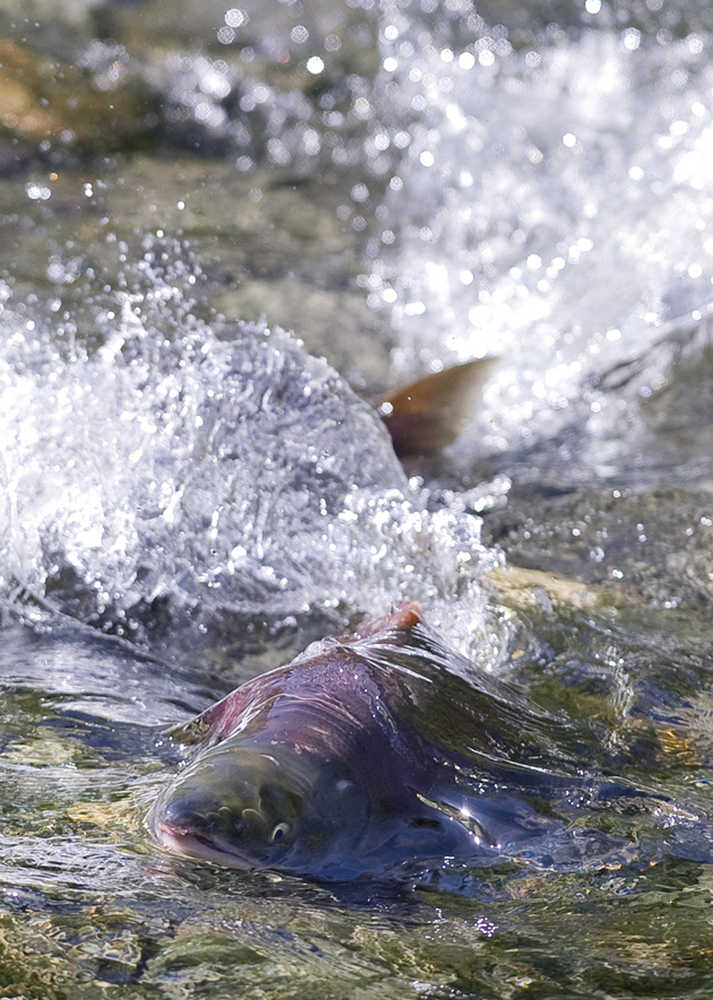 A sockeye salmon splashs its way up Steep Creek on July, 2012
