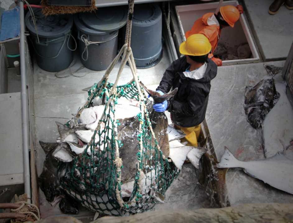 In this June 2016 photo, halibut is offloaded at the Pacific Seafoods plant in Kodiak . With the halibut stock stabilizing and bycatch at a historic low point, fishery biologists are optimistic that the worst of a decade-long decline in the harvest has passed.